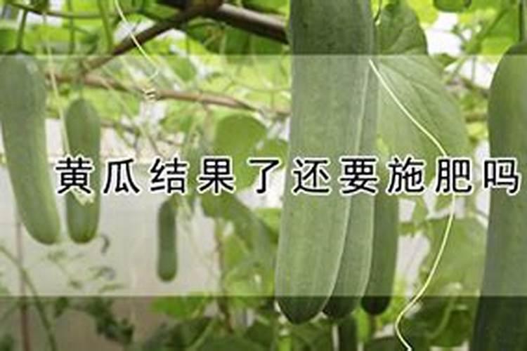 黄瓜结果了还要施肥吗 黄瓜结果期需要追什么肥