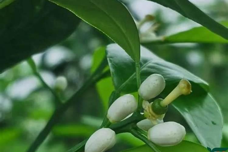 沃柑用什么肥料最好
