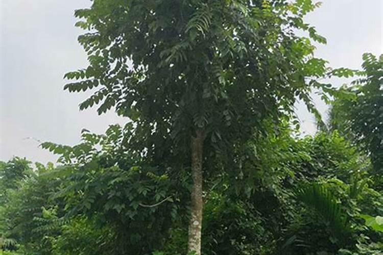 园林专业实习总结报告