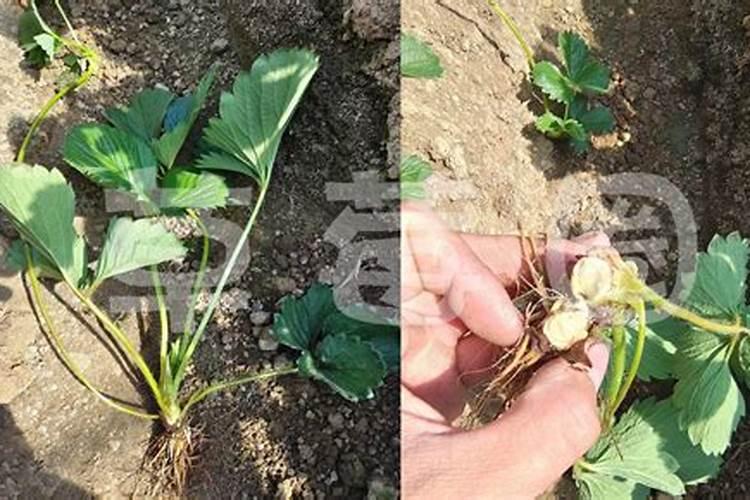 歌蓝德能与什么要打角斑病