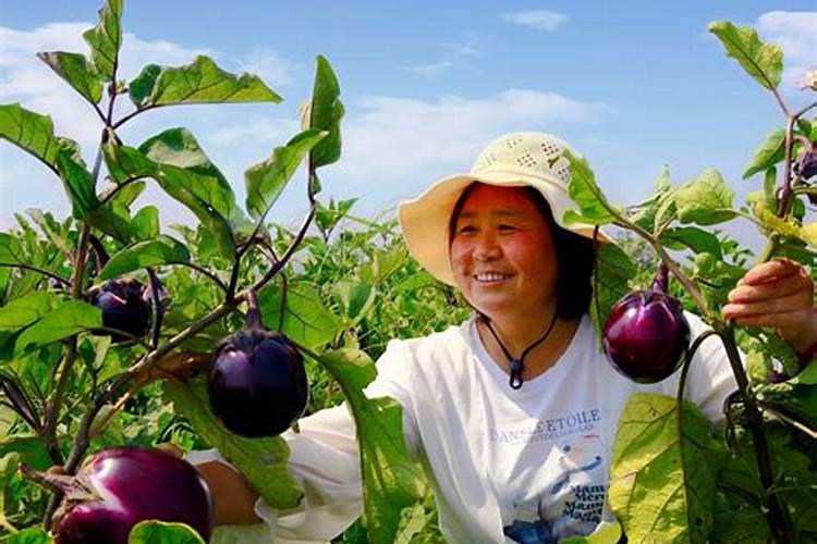 大豆叶面肥的喷施技巧