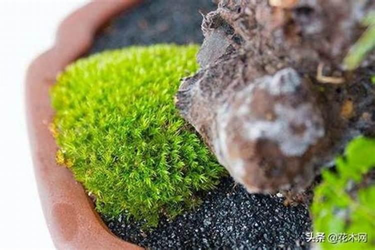 使君子花施矮壮素太浓了怎么补救？