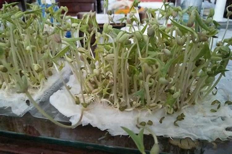 绿豆打什么药能高产和上什么肥料？