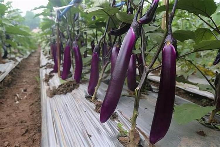 种茄子用什么肥料最好
