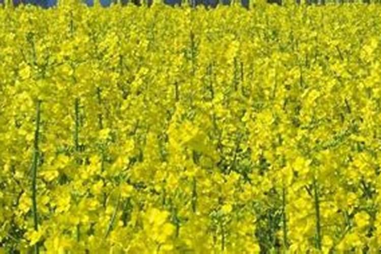 立春过后油菜还可不可以追肥呢
