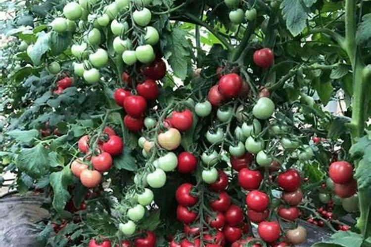 在番茄、辣椒、豆角开花到结果期间,怎么浇水和施肥？