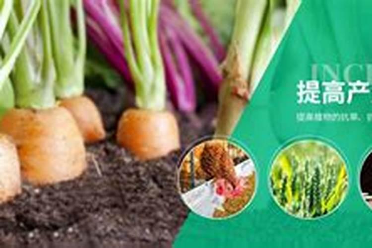 大棚芸豆第一次浇水冲什么肥料好