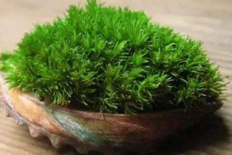 苔藓用什么肥 苔藓用哪种肥