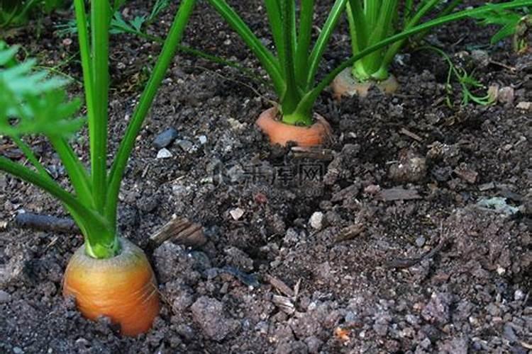 种植秋萝卜需要什么肥 施肥原则有哪些