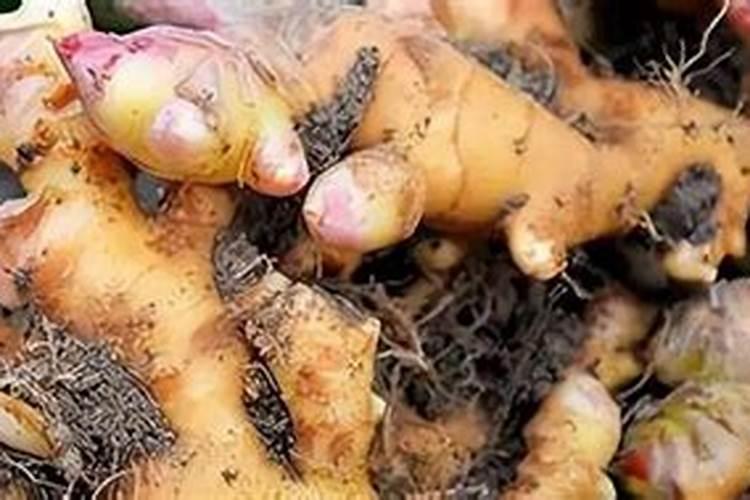 生姜种植用什么肥料最好