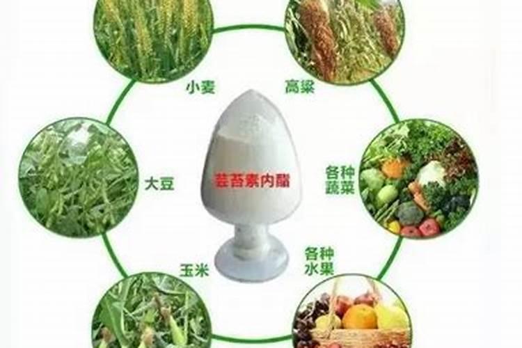 多效唑和芸苔素一起喷