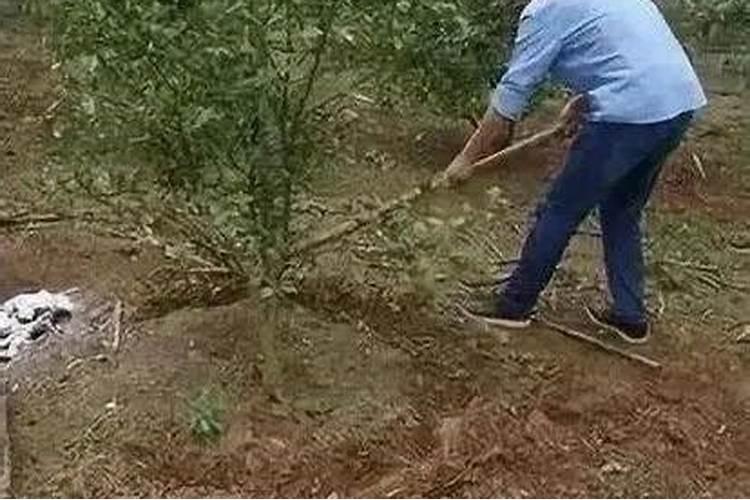 橘子用什么肥料最好最旺