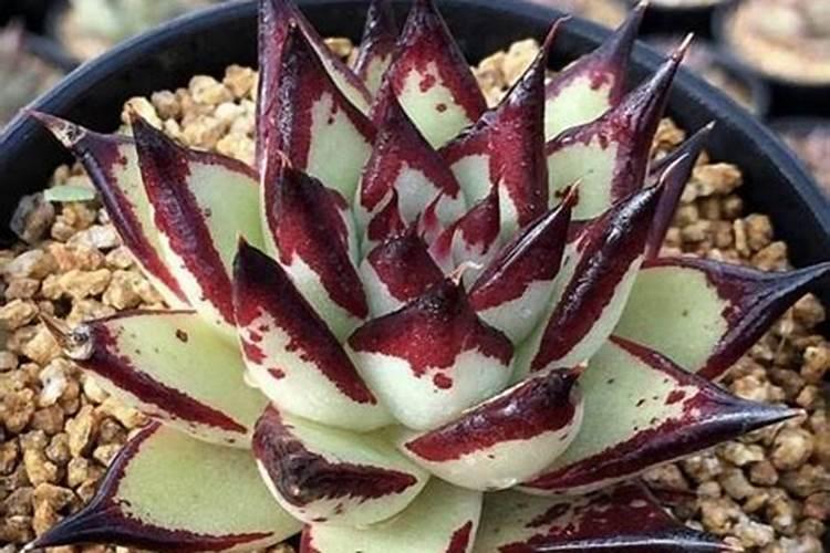 多肉植物乌木怎么养