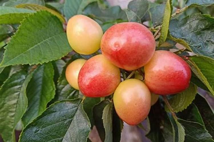 樱桃树施什么肥樱桃树施哪些肥