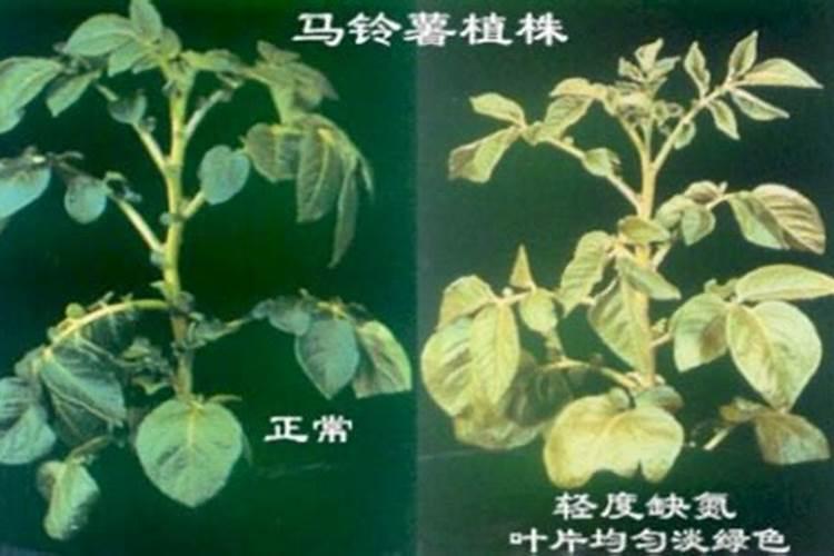 马铃薯营养失调的病害有哪些？