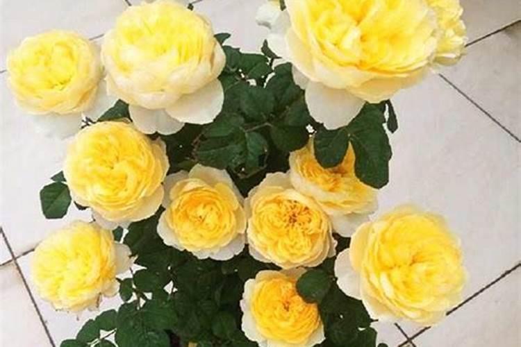 如何栽培月季花盆栽