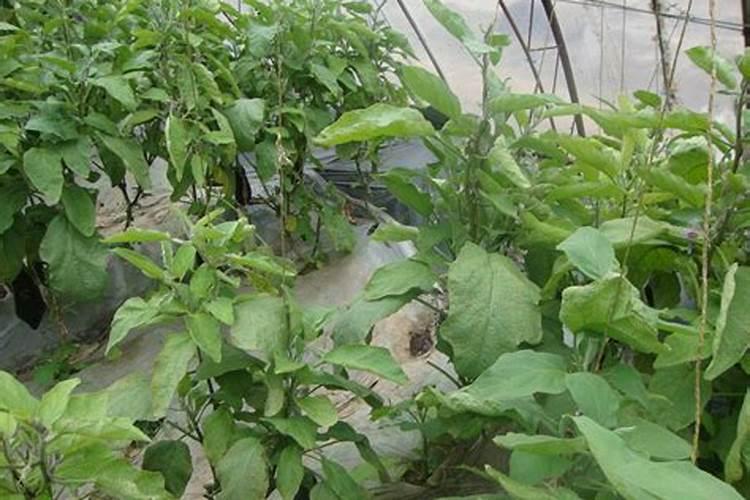 种植莴苣须知,哪些化肥有利于蔬菜长茎干呢？
