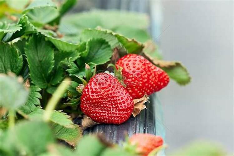 草莓各个时期的施肥方案,什么时候冲高磷肥