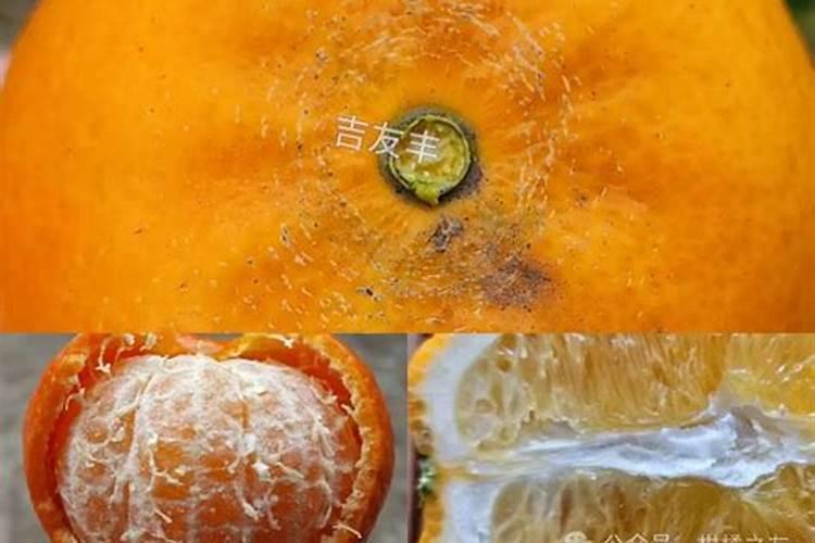 柑橘成熟期起菠萝皮是什么回事？