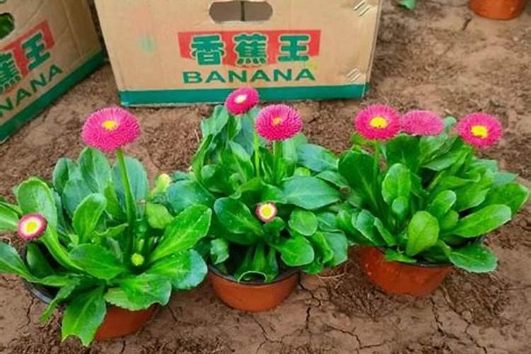 花种子发芽后多久施肥