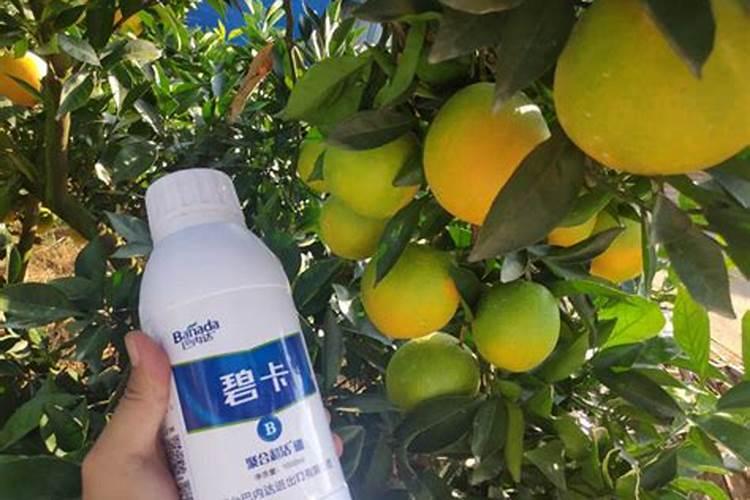 柿树的修剪与管理