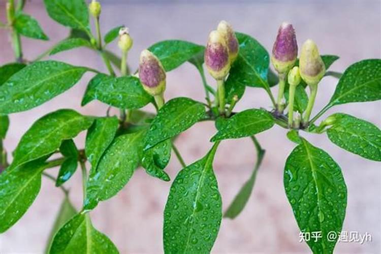 盆栽辣椒施肥方法