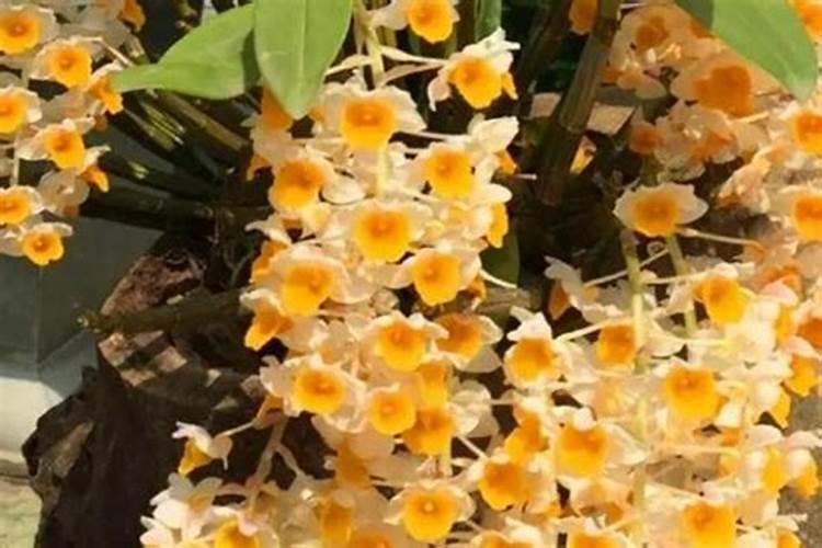 球花石斛怎么养 球花石斛老杆怎么处理