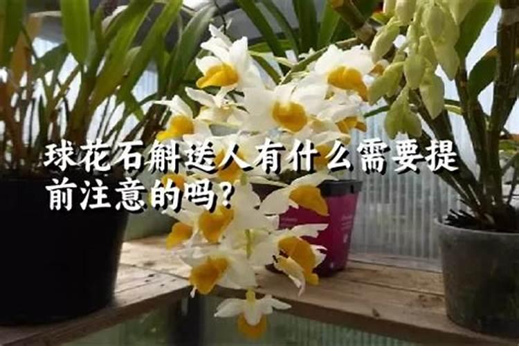 球花石斛怎么养才养的壮
