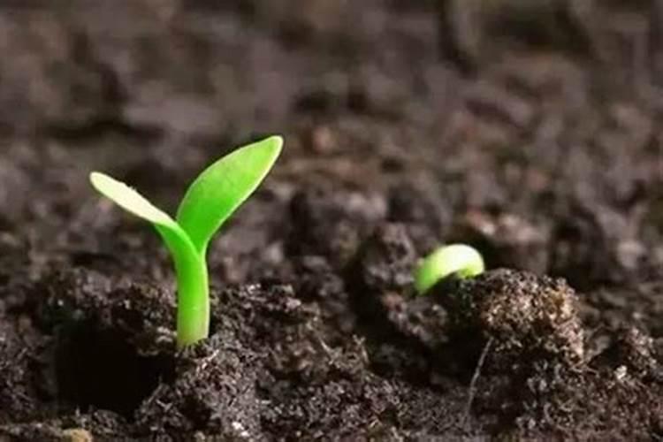 温室种植草莓如何提高产量？