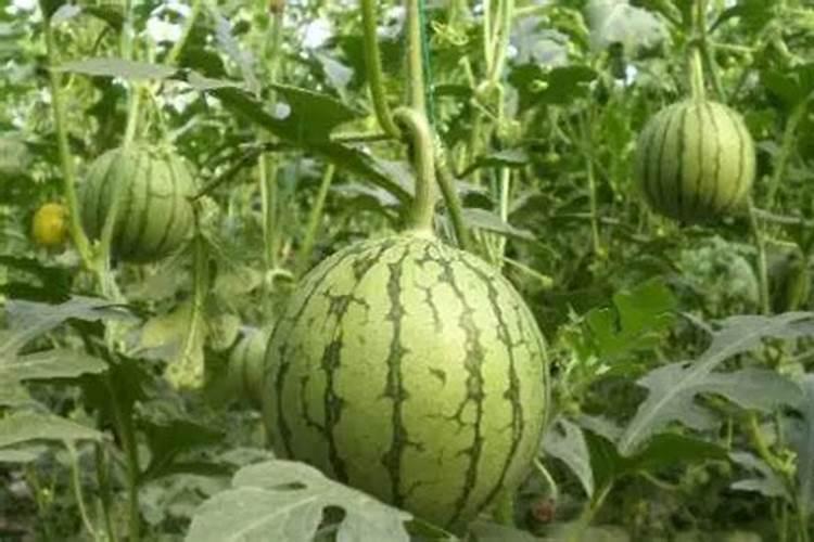 种植西瓜,主要步骤是什么？