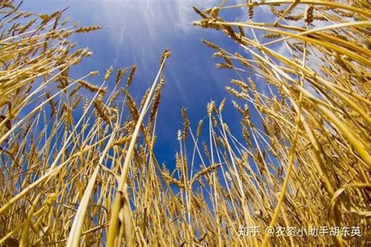 叶面专用肥有哪些种类 哪种叶面肥效果更好