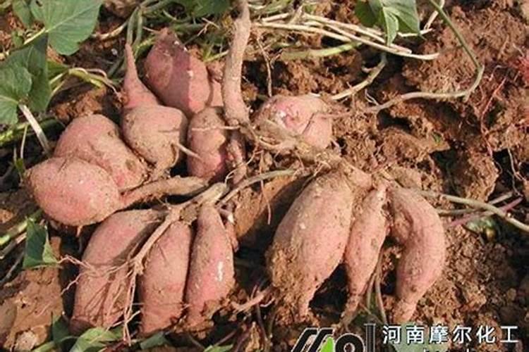 种红薯用什么肥料合适