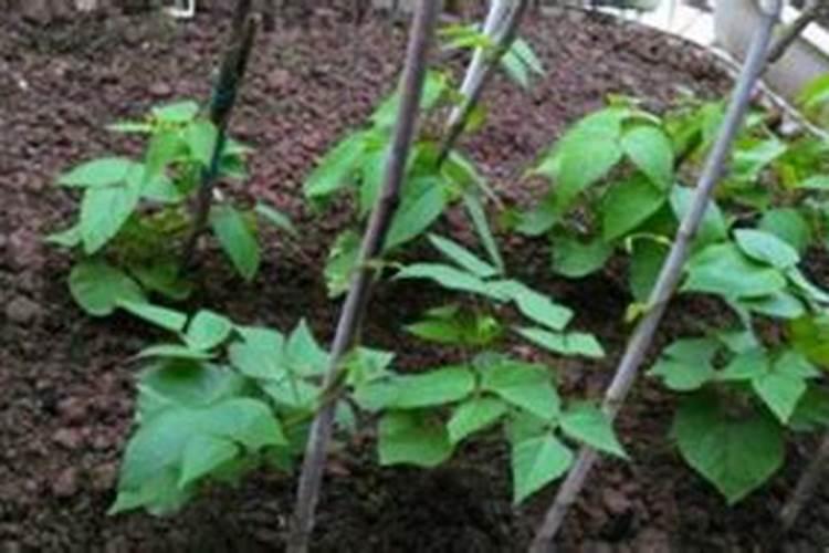 豇豆拉直药配比