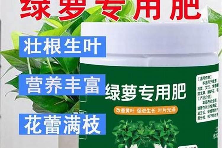 常青藤什么时候分盆最合适