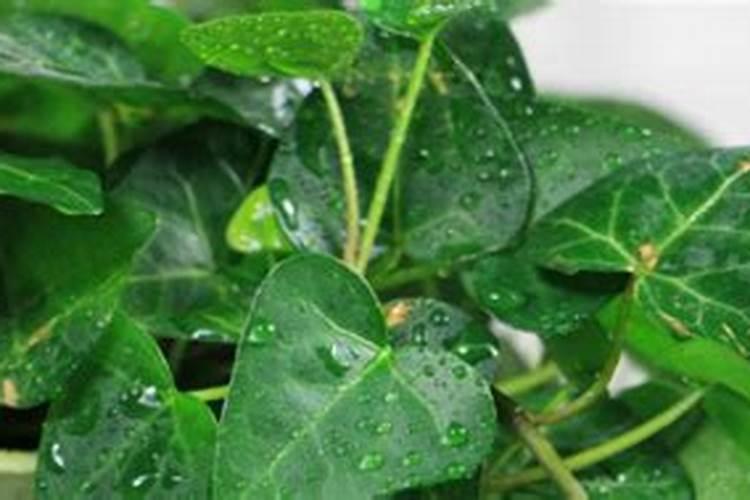 常青藤怎么养才嫩