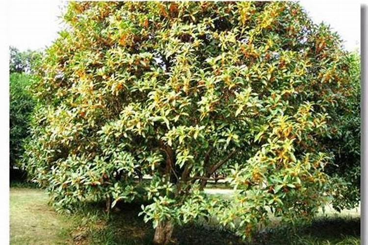 桂花树怎样施肥好？