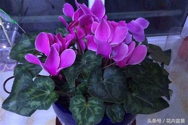 夏天40度高温能否可以给兰花喷叶面肥？