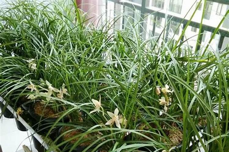 兰花最爱三种肥料