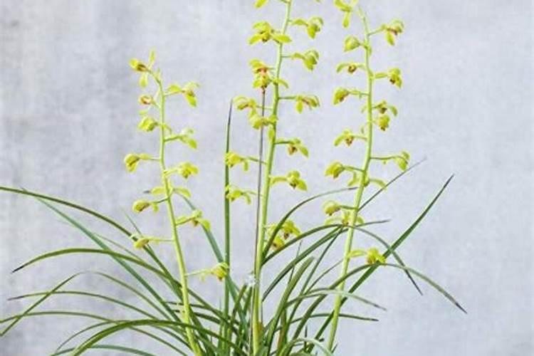 如何自制兰花磷肥让兰花开花时间更长？