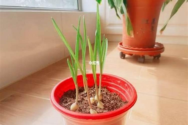 种植蒜苗施什么肥料最好(用什么底肥长苗快又不伤苗)