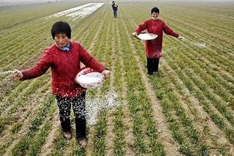 小麦最好的肥料是什么？