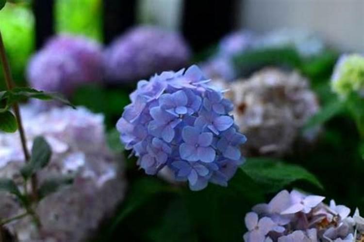 绣球花花苞有黑点是怎么回事