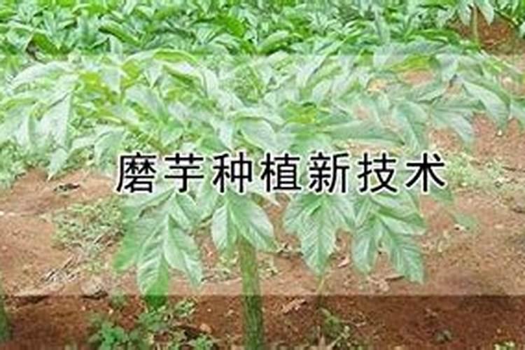 种魔芋用什么肥料
