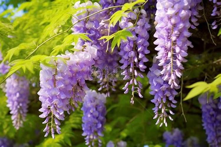 紫藤萝多久开花一次