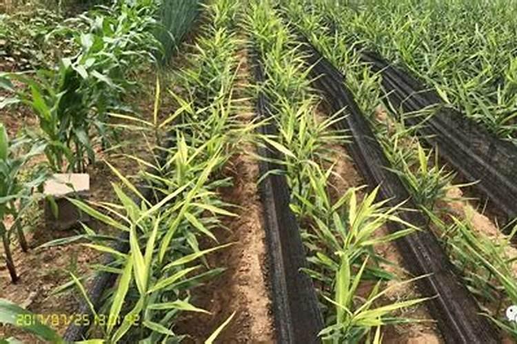 多肉喷过优芽素后几天能浇水？