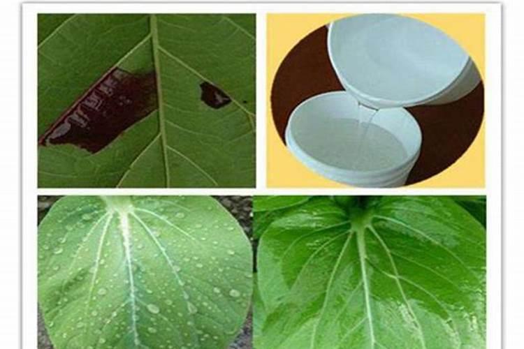 新摘的甜叶菊可以泡水喝吗