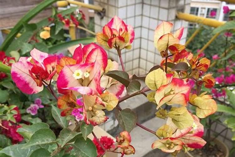 三角梅施肥过多叶子都掉了怎么办