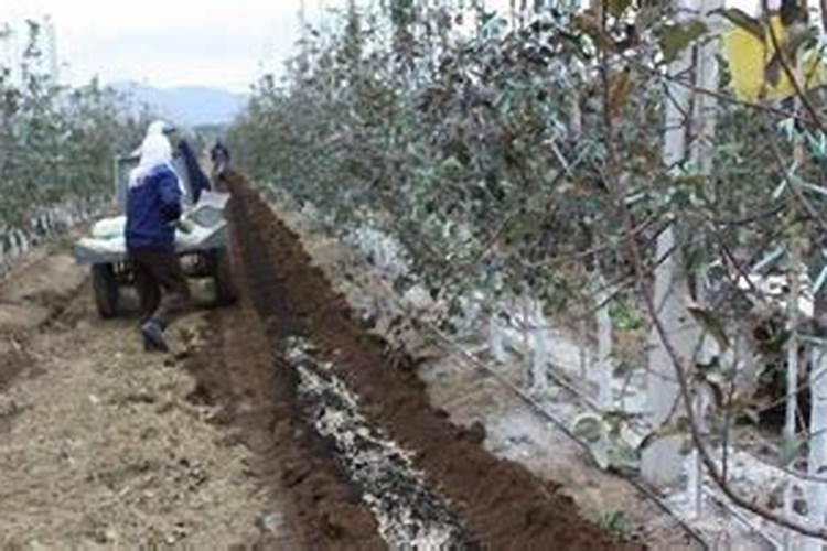 玉米几叶期打控旺剂最好