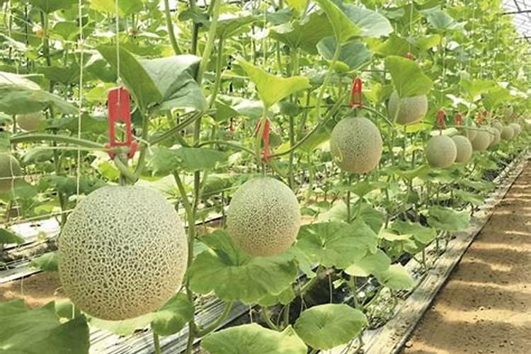花菜怎样盖,才能使花球更白？