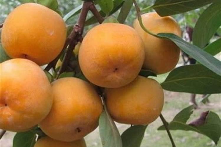 柿子不断地掉,究竟是怎么了